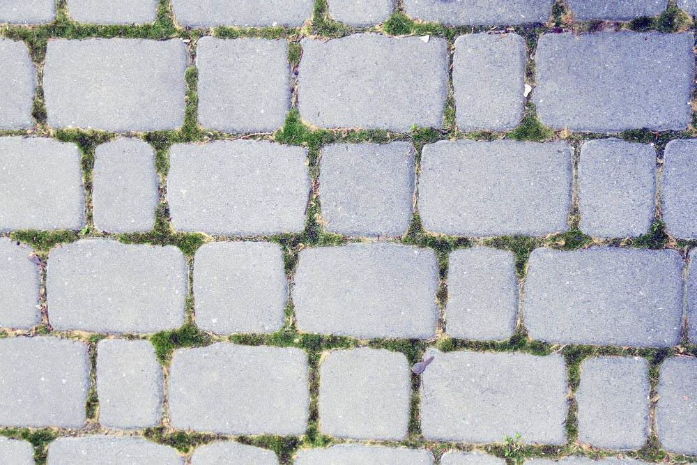 Mauvaise herbe entre pavés